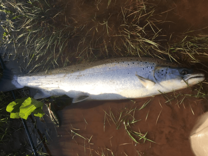 Simons first fish of the 2017 season