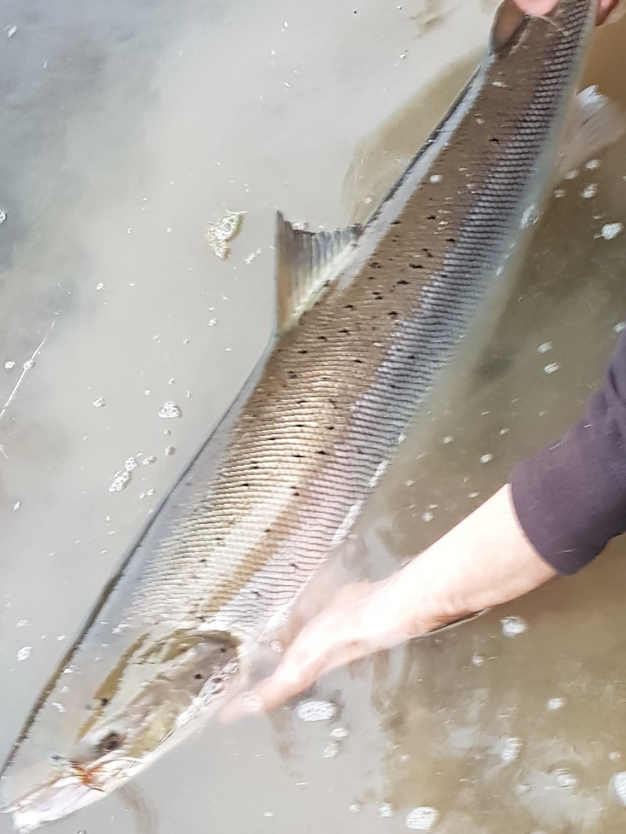 59374486_2010620792566896_3006357363511787520_o