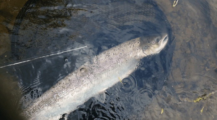 65426285_2712664838762819_6076368800935051264_o